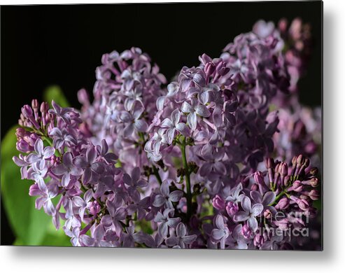Lilacs Metal Print featuring the photograph Bouquet of Lilacs by Tamara Becker