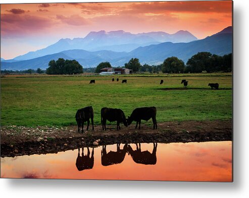 Cows Metal Print featuring the photograph Bovine Sunset by Wasatch Light