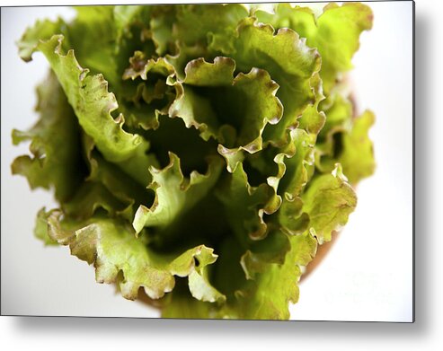 Cuisine Art Metal Print featuring the photograph Bowl of Lettuce II by Kicka Witte - Printscapes