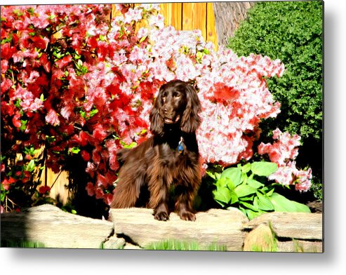 Bruce Metal Print featuring the painting Boykin Spaniel in the Azaleas by Bruce Nutting