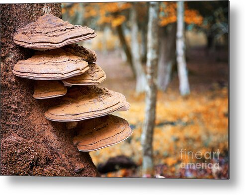 Fungus Metal Print featuring the photograph Bracket fungus on beech tree by Jane Rix