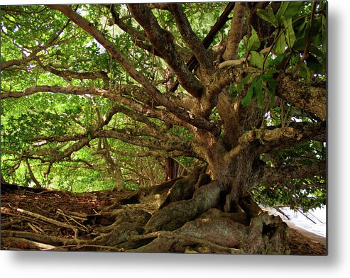 Branches Metal Print featuring the photograph Branches And Roots by James Eddy