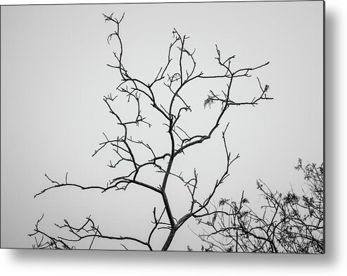 Arbor Metal Print featuring the photograph Branching Out I BW by David Gordon
