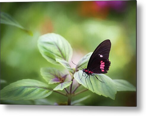 Photograph Metal Print featuring the photograph Brave Butterfly by Cindy Lark Hartman