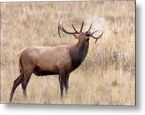 Bull Elk Metal Print featuring the photograph Breath of Autumn by Jack Bell