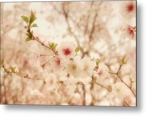 Cherry Blossom Trees Metal Print featuring the photograph Breathe - Holmdel Park by Angie Tirado