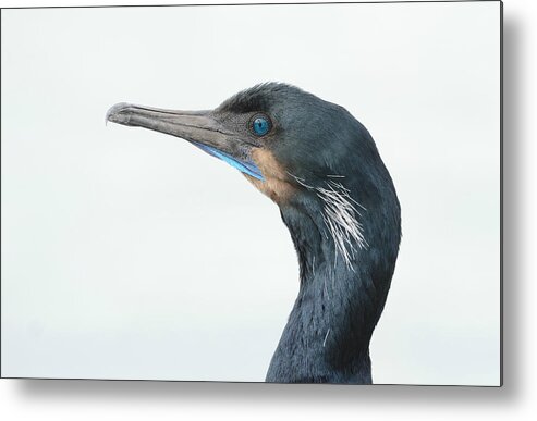 Brandt's Cormorant Metal Print featuring the photograph Breeding Colors 4 by Fraida Gutovich