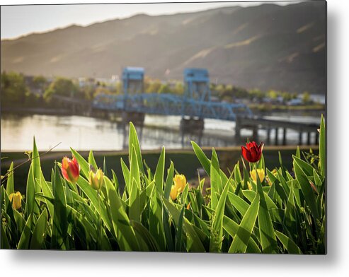 Tulips Metal Print featuring the photograph Bridge through the Tulips by Brad Stinson