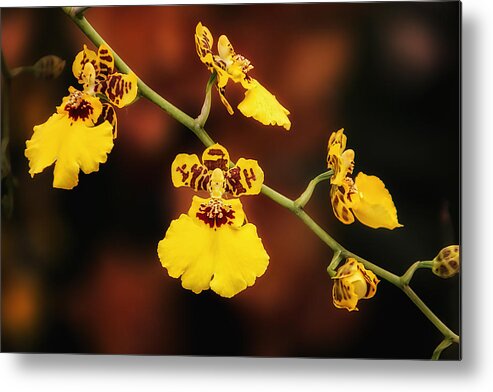 Arrangement Metal Print featuring the photograph Bright and Beautiful Orchids by Tom Mc Nemar