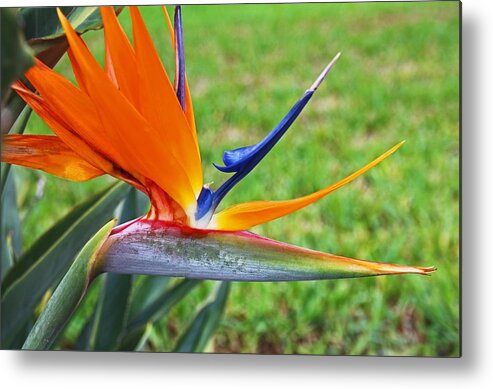 Bird Of Paradise Metal Print featuring the photograph Bright Bird by Michiale Schneider
