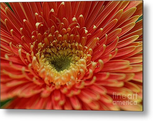 Flower Metal Print featuring the photograph Bright me Up by Yumi Johnson