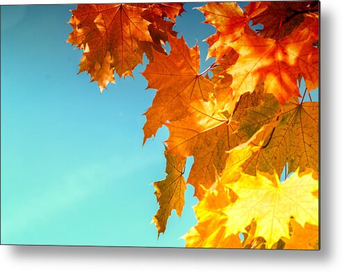 Autumnal Metal Print featuring the photograph The Lord of Autumnal Change by John Williams