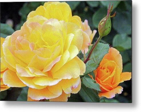 Rose Metal Print featuring the photograph Bright Yellow by Ellen Tully