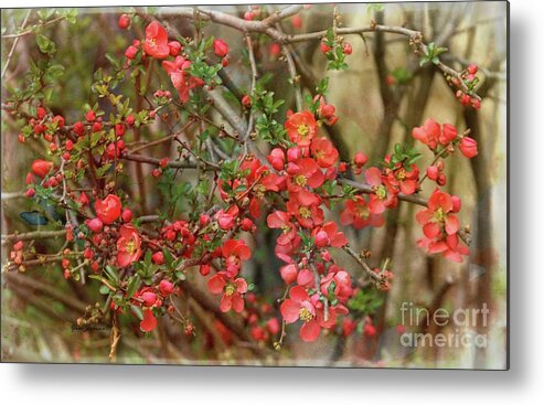 Japanese Quince Metal Print featuring the photograph Brighten my garden by Yumi Johnson