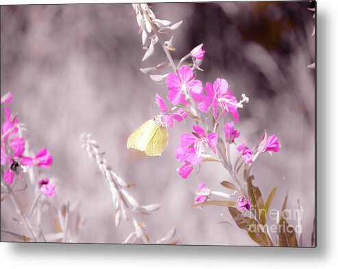 Animal Metal Print featuring the photograph Brimstone butterfly by Amanda Mohler