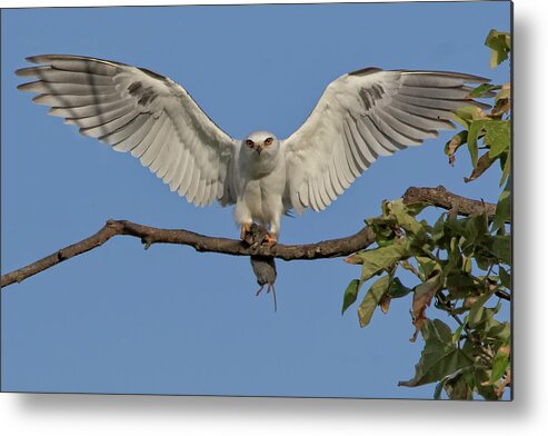 White Tailed Kite Metal Print featuring the photograph Bringing Dinner by Beth Sargent