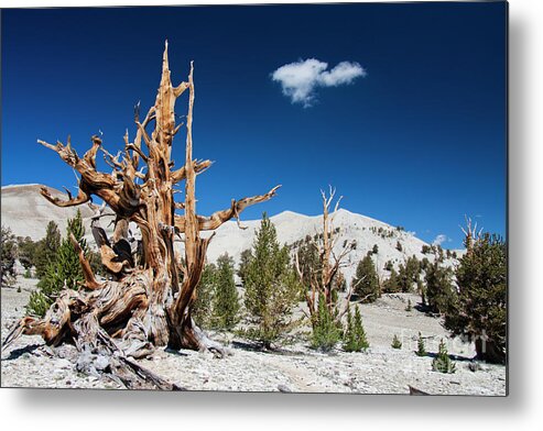 Ancient Metal Print featuring the photograph Bristlecone Pine - Pinus Longaeva by Olivier Steiner