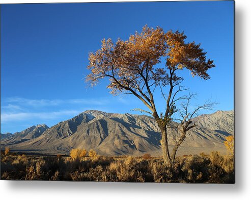 Brittle Metal Print featuring the photograph Brittle Earthy Sunrise by Tammy Pool