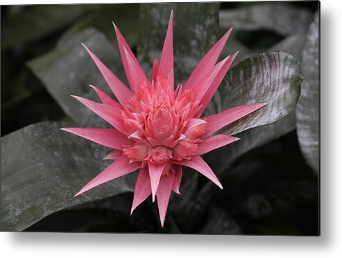 Spiky Metal Print featuring the photograph Bromeliad by Tammy Pool
