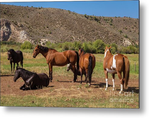 Horses Metal Print featuring the photograph Broncos by Franz Zarda