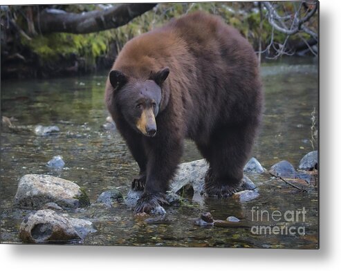 Brother Bear Metal Print featuring the photograph Brother Bear by Mitch Shindelbower