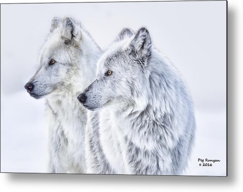 Wolves Metal Print featuring the photograph Brothers by Peg Runyan