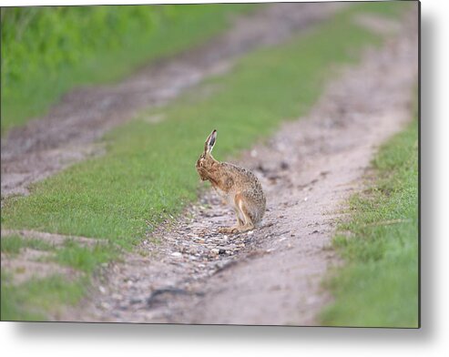 Brown Metal Print featuring the photograph Brown Hare Cleaning by Pete Walkden