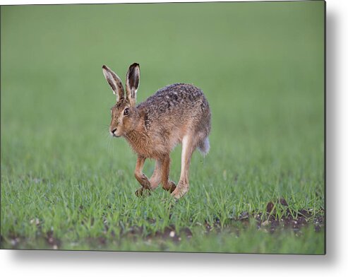 Brown Metal Print featuring the photograph Brown Hare Running by Pete Walkden