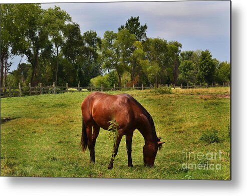 Brown Horse Metal Print featuring the photograph Brown Horse in Holland by Amy Lucid