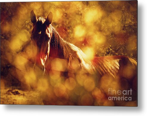 Horse Metal Print featuring the photograph Brown Horse Portrait In Summer Day by Dimitar Hristov