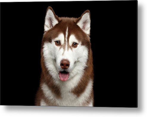 Brown Metal Print featuring the photograph Brown Husky by Sergey Taran