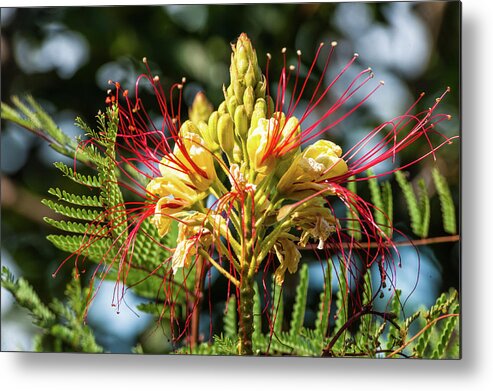 Flower Metal Print featuring the photograph Burst Of Beauty by Charles McCleanon