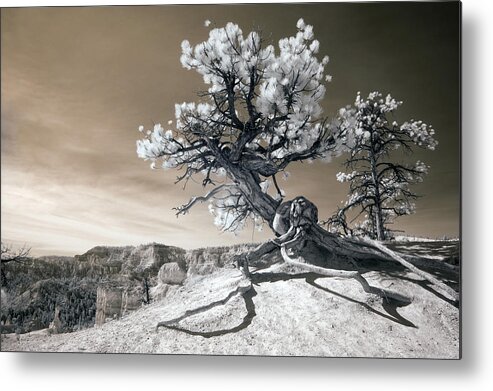 Bryce Metal Print featuring the photograph Bryce Canyon Tree Sculpture by Mike Irwin
