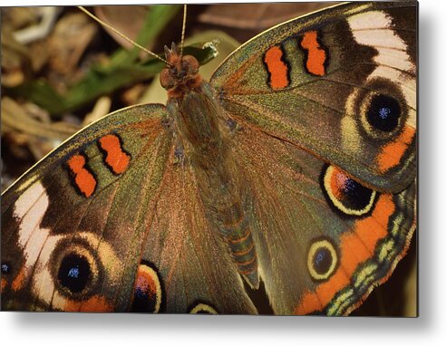 Photograph Metal Print featuring the photograph Buckeye Butterfly by Larah McElroy