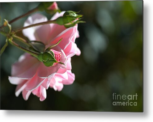 Mary Mackillop Rose Variety Metal Print featuring the photograph Bud With Parent Rose by Joy Watson