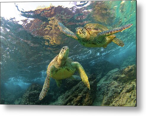 Maui Hawaii Turtles Black Rock Sealife Oceanlife Metal Print featuring the photograph Friends by James Roemmling
