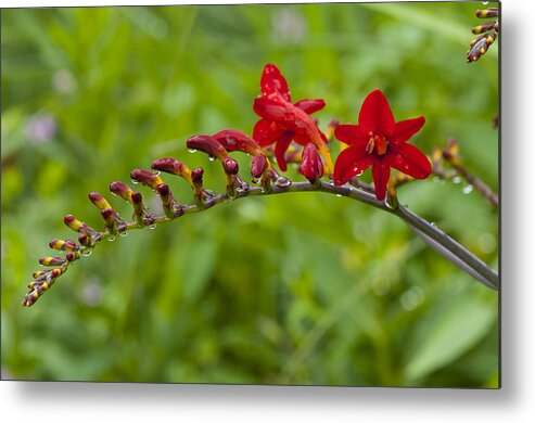 Bonneyville Mills Park Metal Print featuring the photograph Budding red by Brian Green