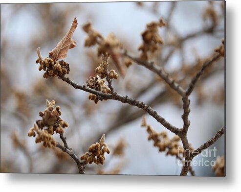 Gray Metal Print featuring the photograph Buds on Winter Branch in Brown and Gray by Carol Groenen