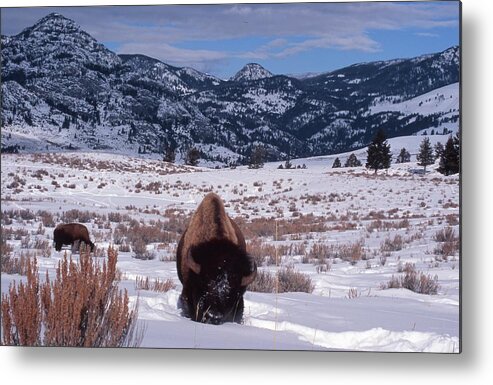 Winter Scene Metal Print featuring the photograph Buffalo in the Rockies by Edward R Wisell