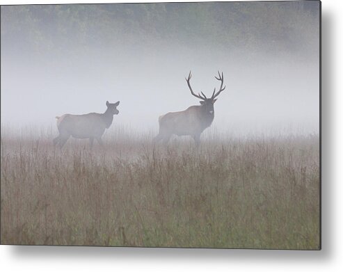 Elk Metal Print featuring the photograph Bull and Cow Elk in Fog - September 30 2016 by D K Wall