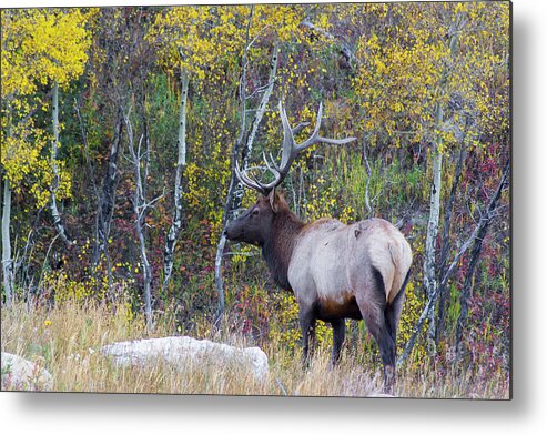 Bull Metal Print featuring the photograph Bull Elk by Aaron Spong