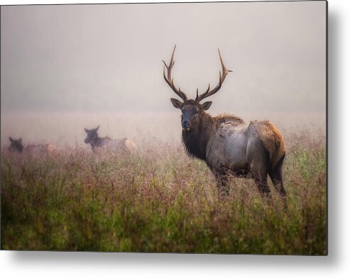Bull Metal Print featuring the photograph Bull Elk and his Harem by James Barber