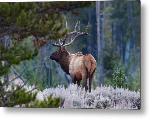 Mark Miller Photos Metal Print featuring the photograph Bull Elk in Forest by Mark Miller