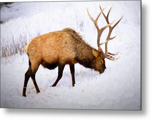 Elk Metal Print featuring the photograph Bull Elk in Winter by Greg Norrell
