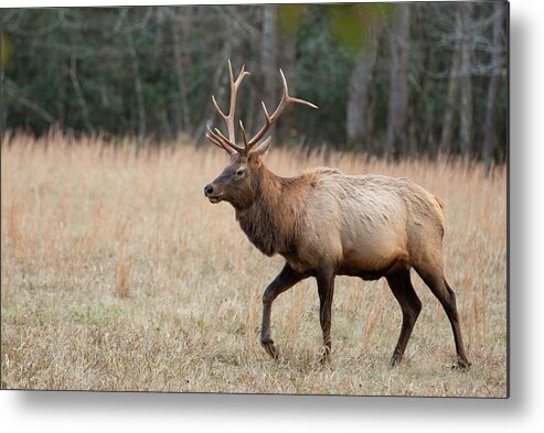 Deer Metal Print featuring the photograph Bull Elk by Jack Nevitt