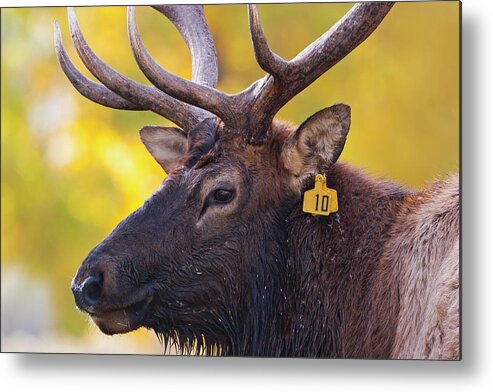 Bull Elk Number Ten Metal Print featuring the photograph Bull Elk Number 10 by Mark Miller