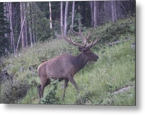 Animal Metal Print featuring the photograph Bull Elk Rocky Mountain NP CO #1 by Margarethe Binkley