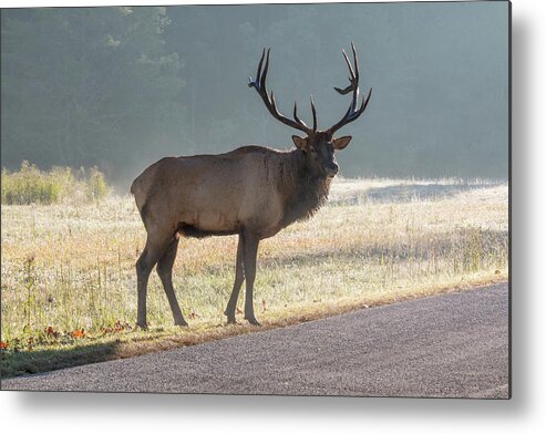 Bull Metal Print featuring the photograph Bull Elk Watching by D K Wall