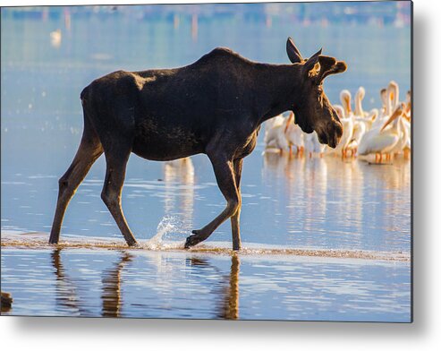 Bull Metal Print featuring the photograph Bull Moose and Pelicans on Shadow Mountain Reservoir by Mindy Musick King