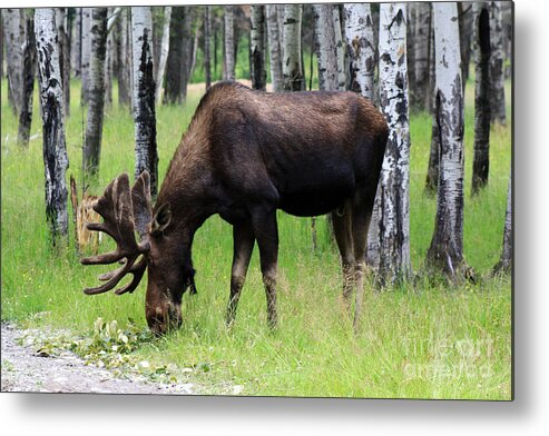 Big Moose Metal Print featuring the photograph Bull Moose in the Woods by Cathy Beharriell